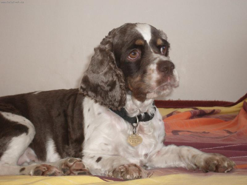 Foto: Miláček rodiny