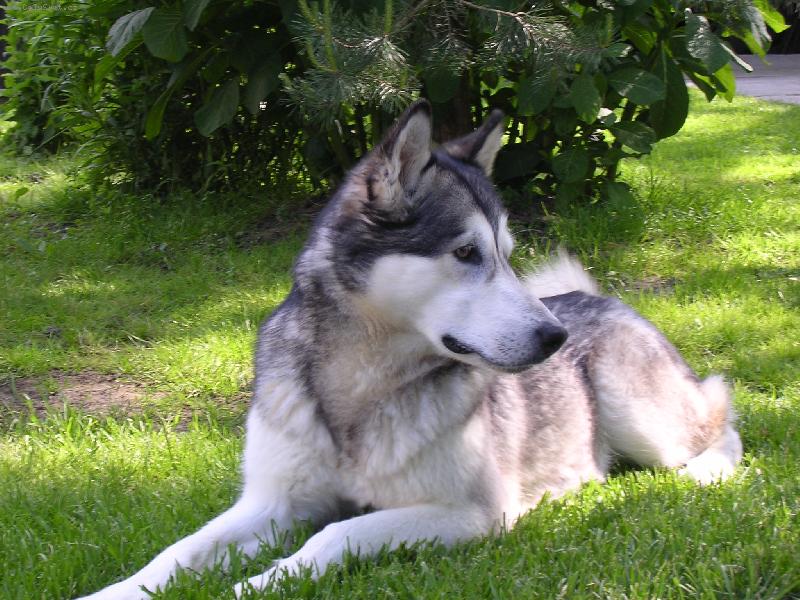 Foto: Naše malamutská krasavice Eibinka