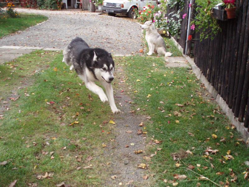 Foto: Zase nokkisek-A to v pozadi je nase treti chlupata koule,Kiminka