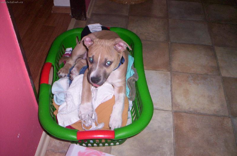 Foto: musí vlézt úplně všude