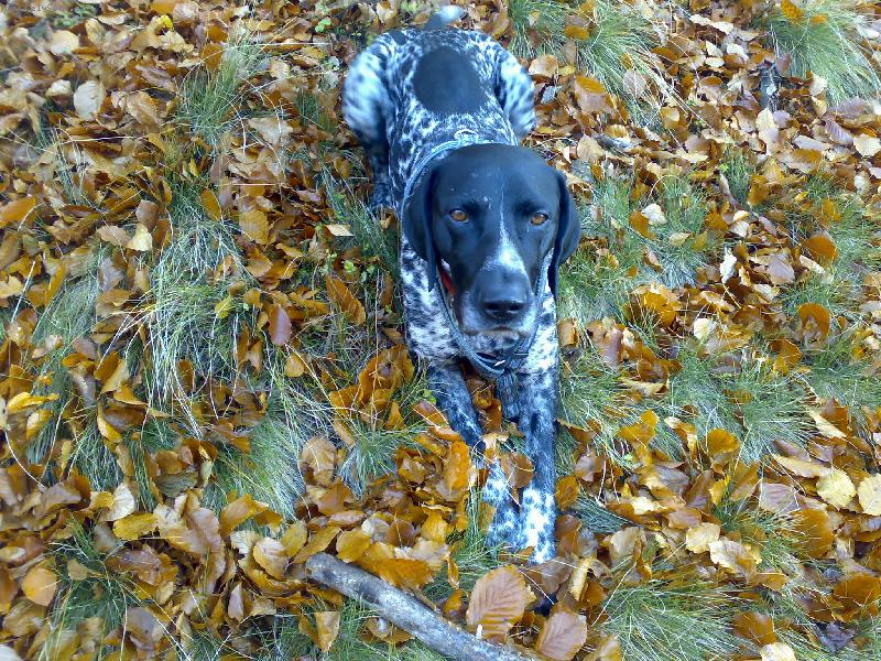 Foto: Německý krátkosrstý ohař DYK