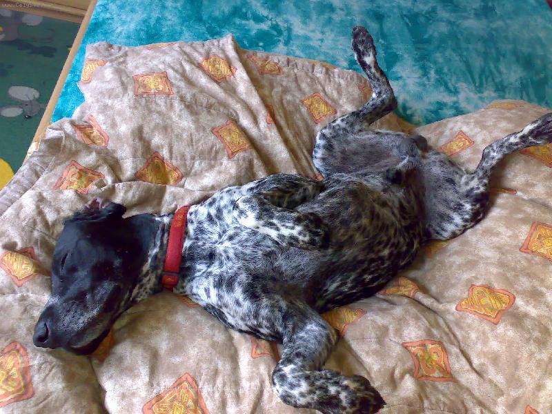 Foto: Dykynek-ležící,spící..