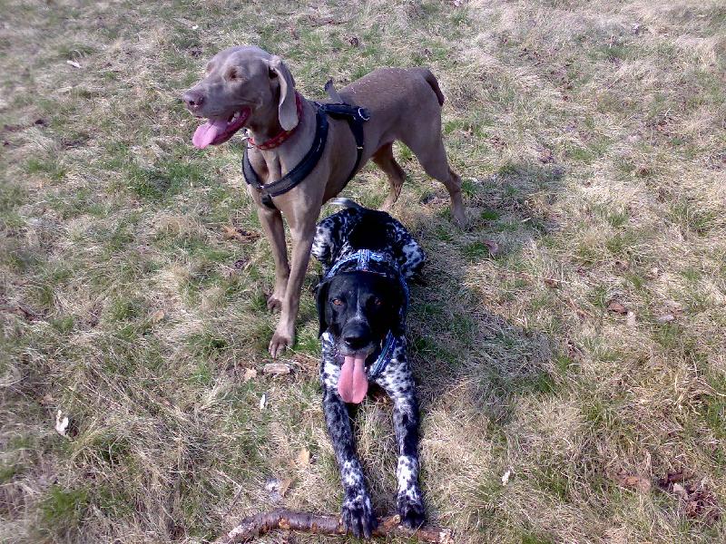 Foto: Dykýnek s Veguškou