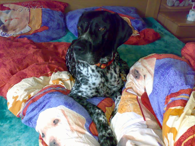 Foto: Dyk v peřinách