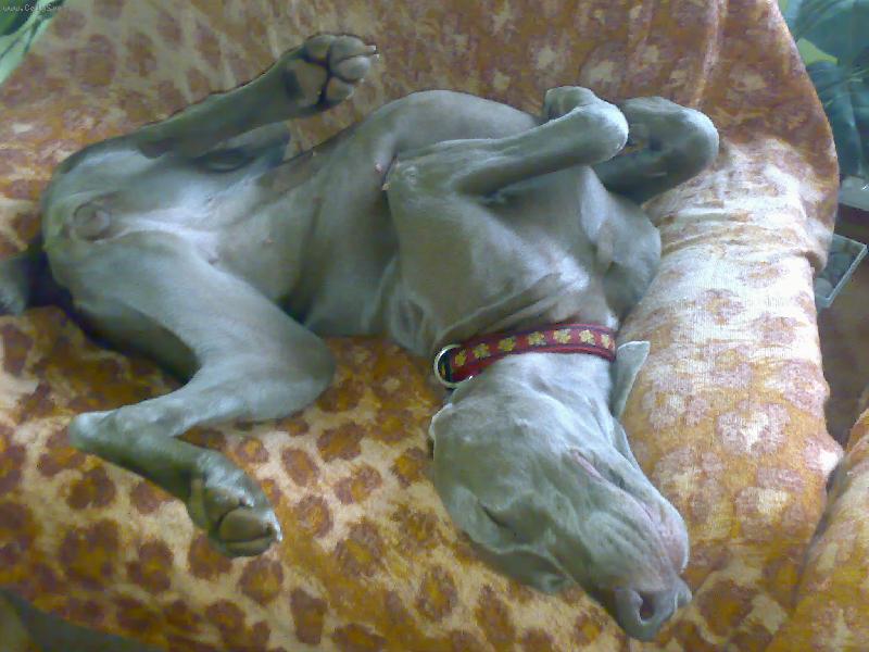 Foto: Vega z Dančí paseky-Vegušky nejoblíbenější poloha