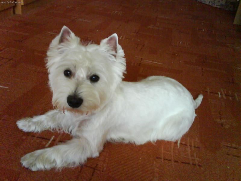 Foto: Po stříhání