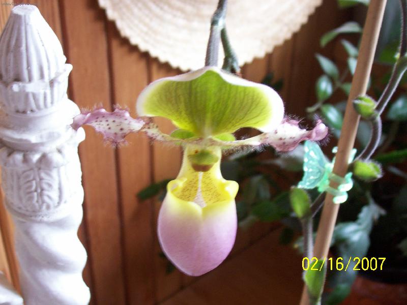 Foto: PAPHILOPEDILUM PRIMULIUM V.PURPURASCENA