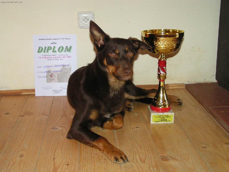 Foto: Annie Xapatán-Australská kelpie z Písku