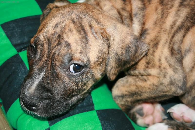 Foto: Náš krásný Bass