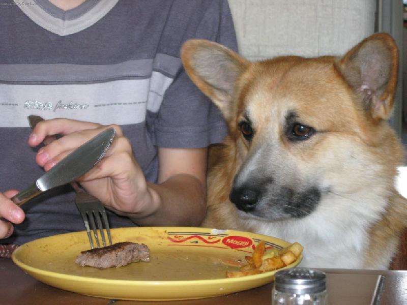 Foto: stolování-psí život