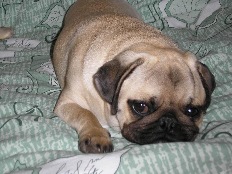 Foto: Ebinka odpočívá