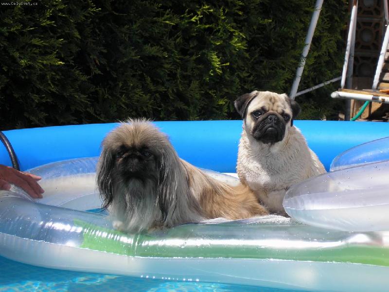 Foto: Ebinka a Ayminka na lehátku