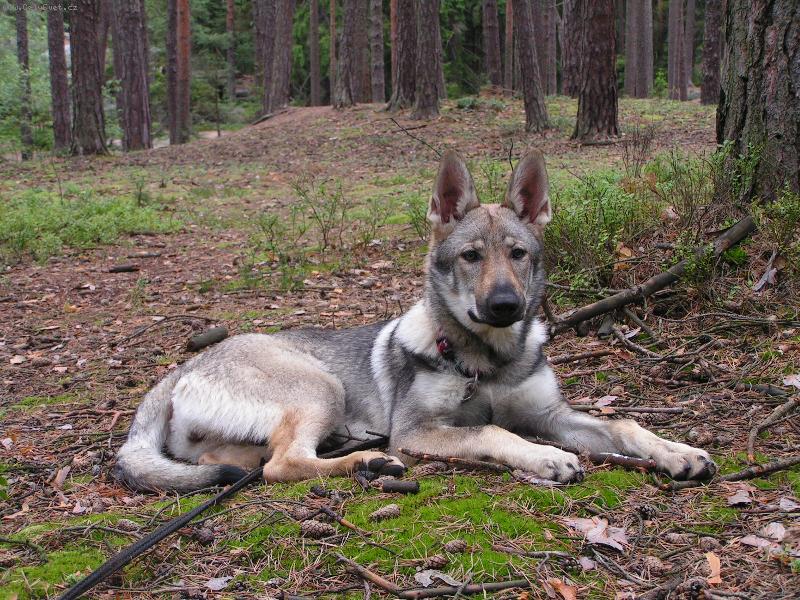Foto: Annie z Holštejna