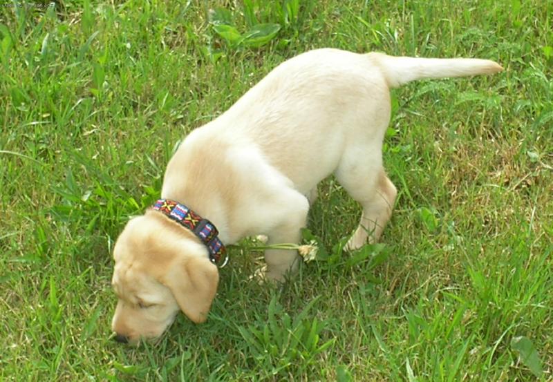 Foto: Labrador-7 týdnu