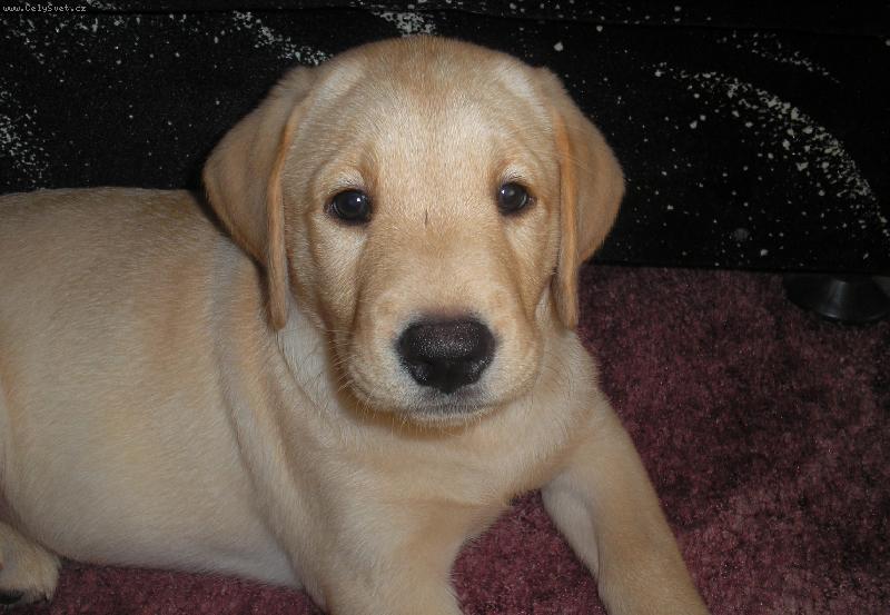 Foto: :)-Štěně
