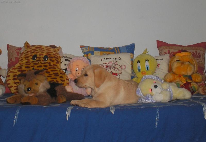Foto: Labradorek-Já nejsem plyšová
