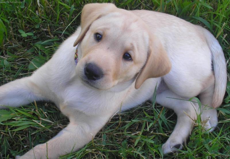 Foto: Labradorský retrívr-mimi