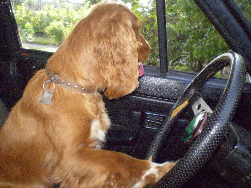 Foto: Niki řidička