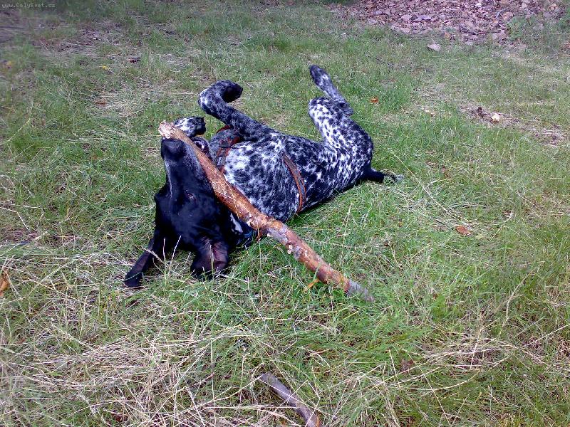 Foto: Dyk a jeho oblíbená hračka..