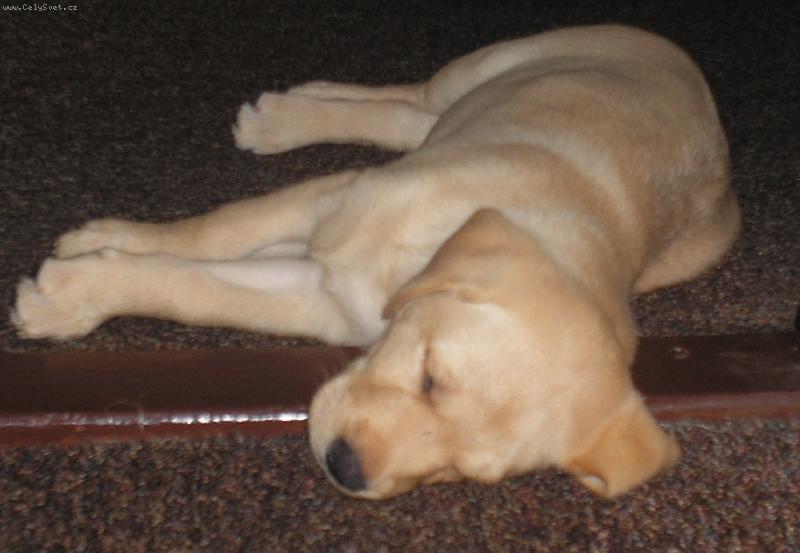 Foto: Spinkám-Brituška