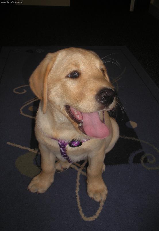 Foto: Moje  láska-Brituša -8 týdnu