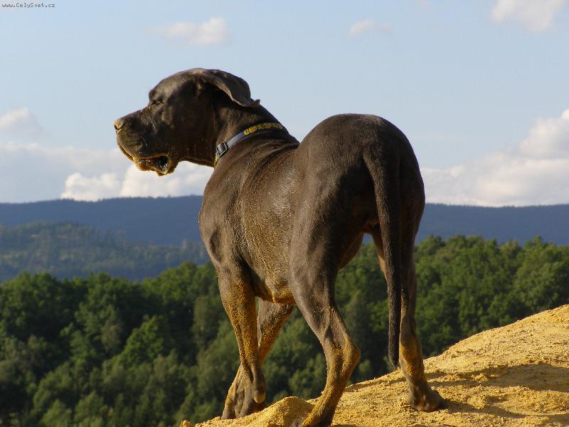 Foto: Lulu Dajhar-dog