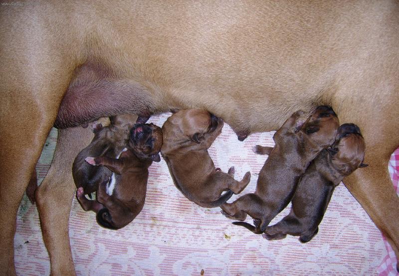 Foto: Papkají-Nejkrásnější hafani na světě:)