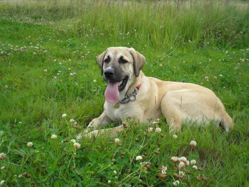 Foto: Bessy, 6 měsíců