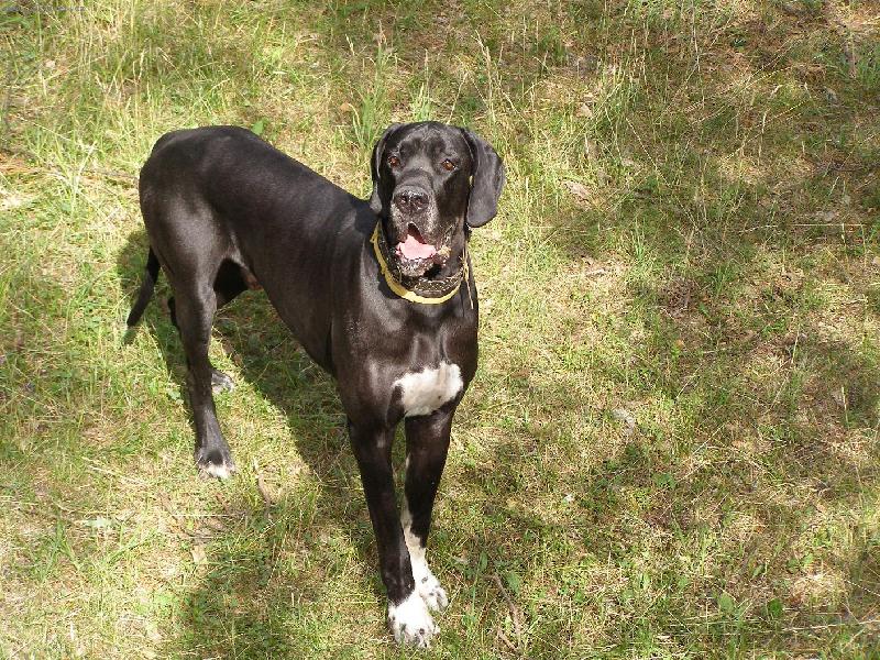 Foto: Dante Český Sirius