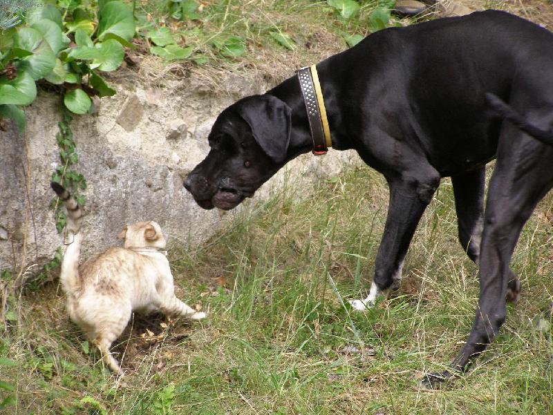 Foto: Dante a náš kocour