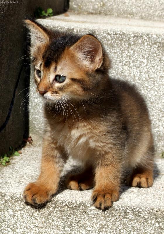 Foto: Somálský kocourek