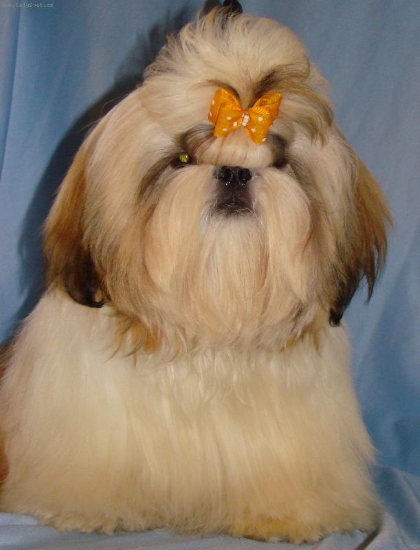 Foto: Ushar -Tsin Fatinat al Sjark-říkají mě Budulínek