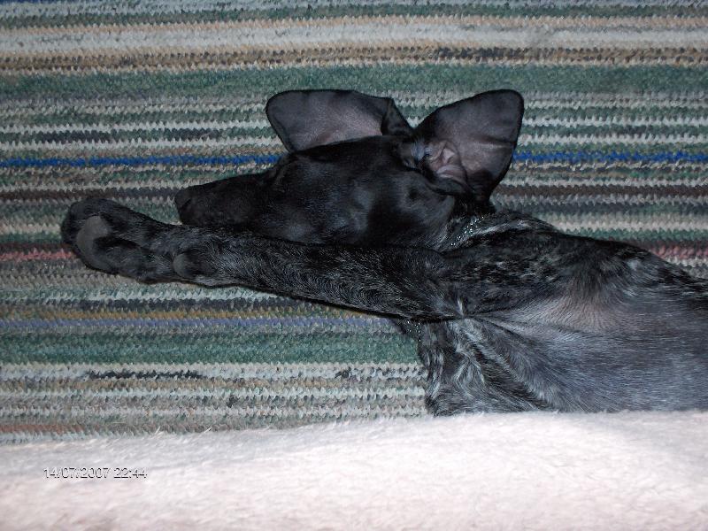 Foto: takle vysoko skáče muj pes