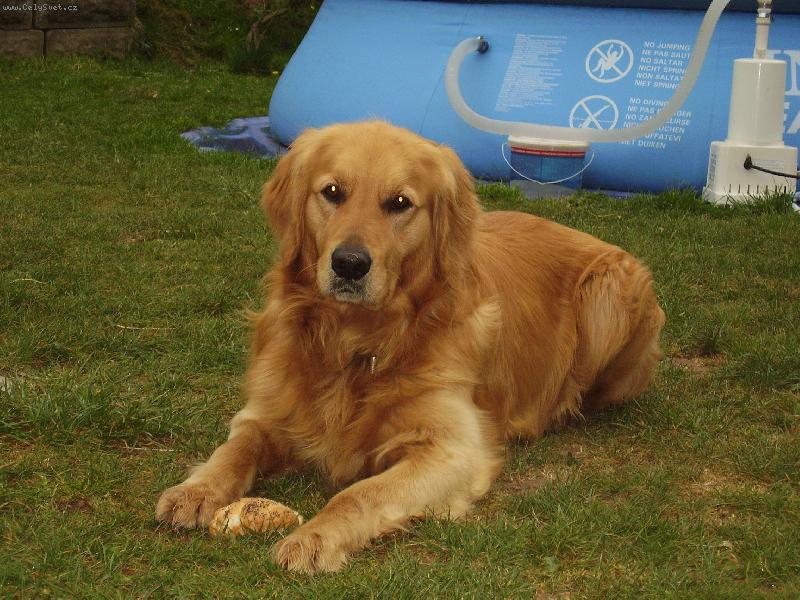 Foto: Sam-Semíček na zahrádce