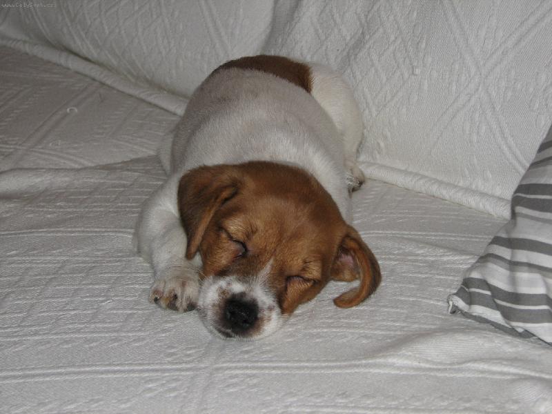 Foto: Jack russell Teriér-Alespoň chvíli klid....
