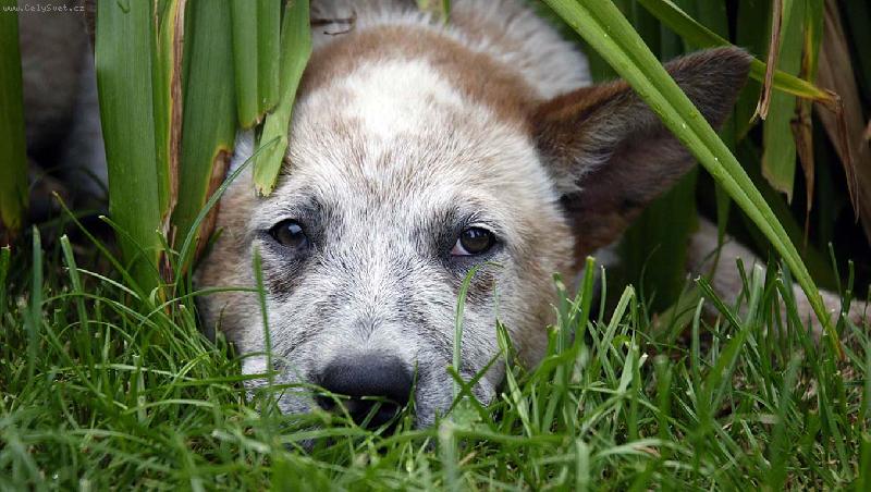 Foto: AUSIE 01-Australský honácký pes