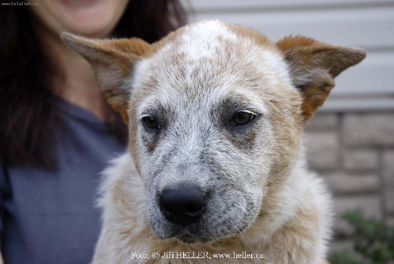 Foto: AUSIE 02-Australský honácký pes