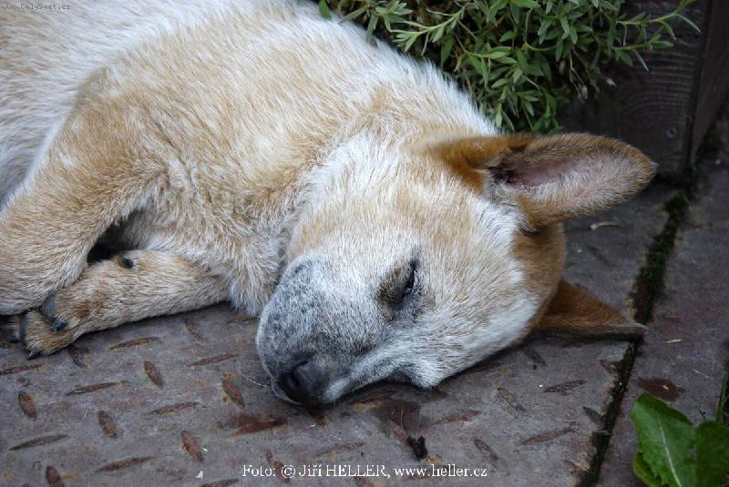 Foto: AUSIE 03-Australský honácký pes