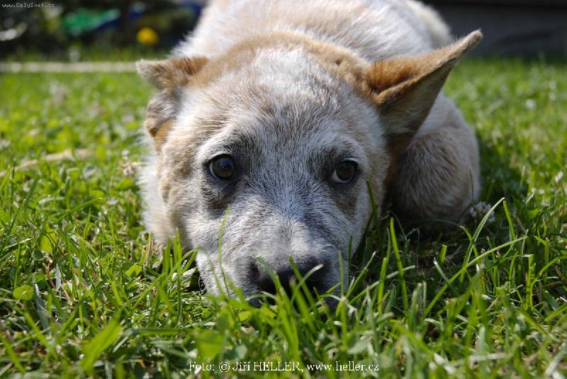 Foto: Ausie 04-Australský honácký pes
