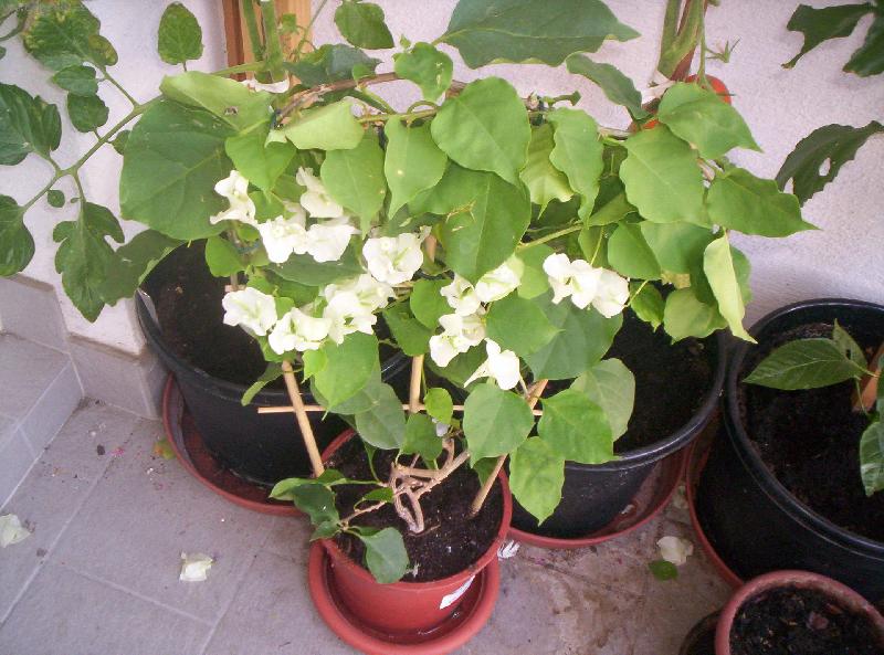 Foto: bugénvilea - bílá