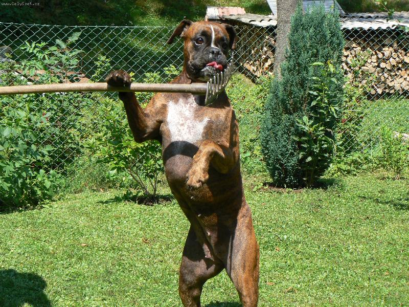 Foto: Blondy a hrábě