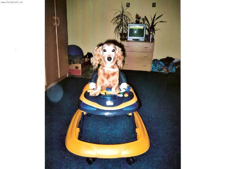 Foto: Jeff-Jeffik v dětském chodítku