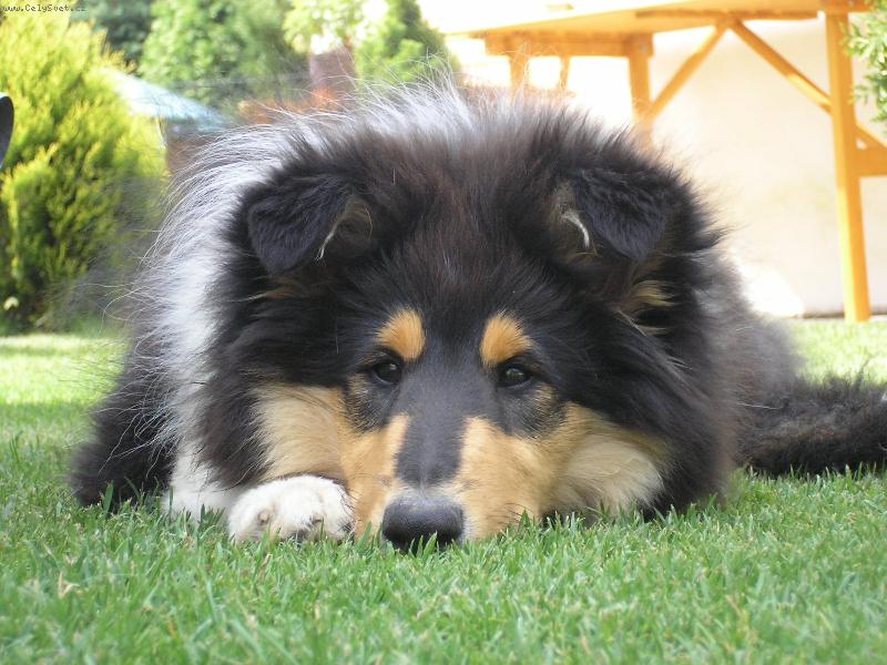 Foto: New Face of African Gold-odpočinek