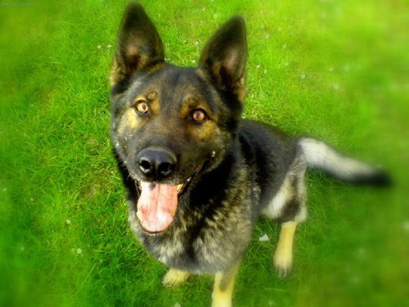 Foto: Můj Beník-Beník pózuje před foákem :)