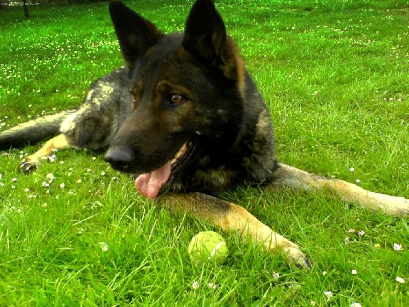 Foto: Beník-Beník s tenisákem :)