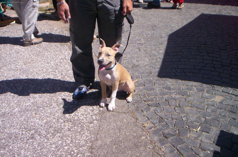 Foto: arny s páníčkem-arny s páníčkem