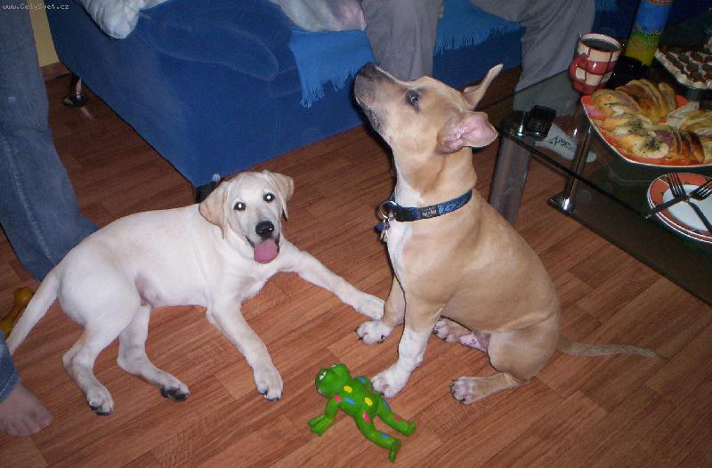 Foto: arny-vzorné sedni