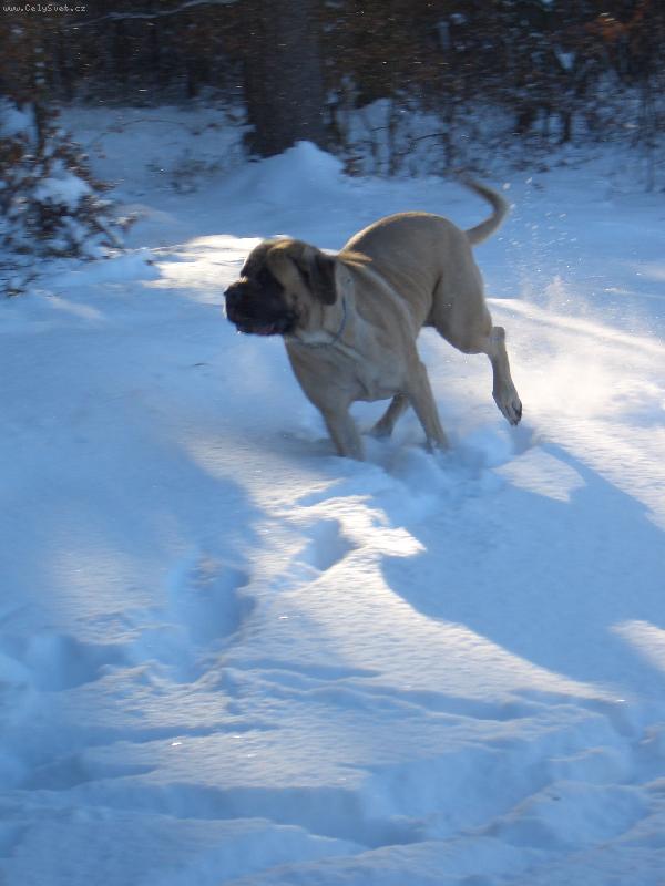 Foto: řádění ve sněhu