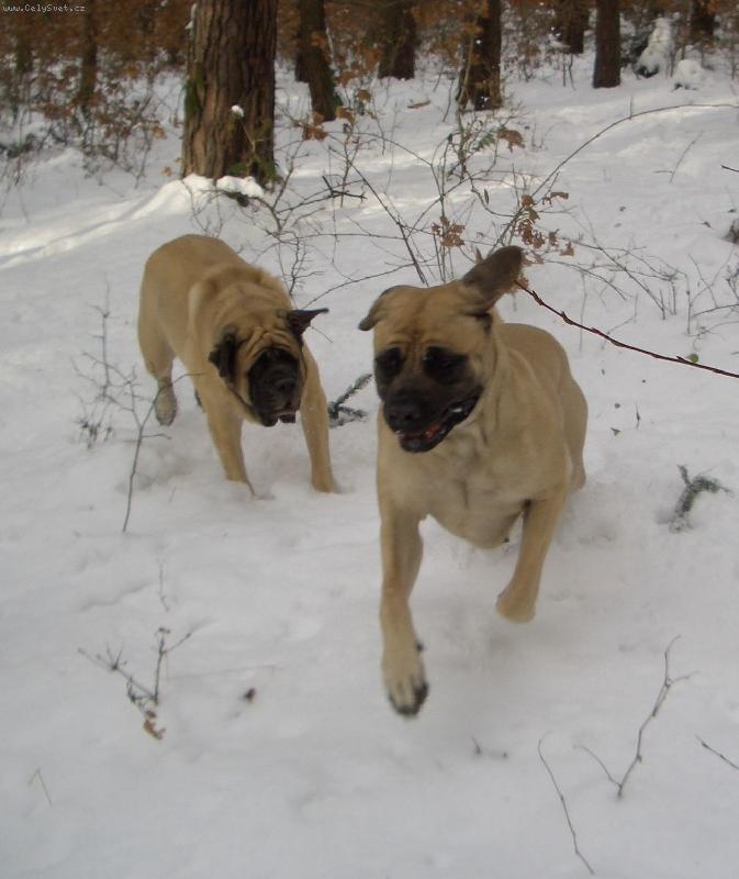 Foto: zimní radovánky