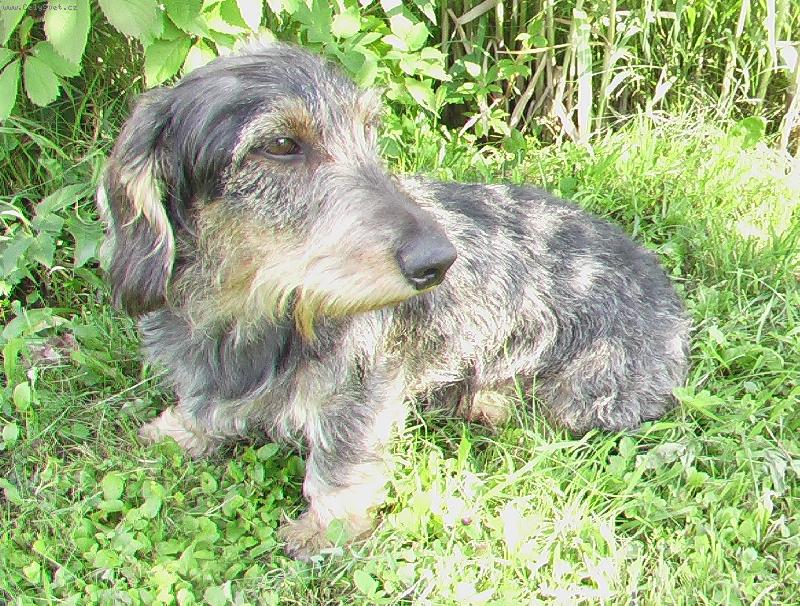 Foto: Badoslav-Náš kamarád